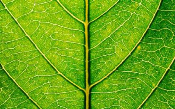 Savills Earth